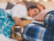 is-sleeping-with-dogs-unhealthy