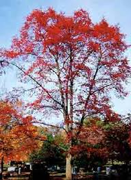 Especially noted in the south, the black gum tree turns bright colors of yellow, red, and maroon in the fall. Black Gum Department Of Horticulture