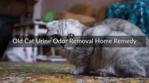 old cat urine odor removal home remedy