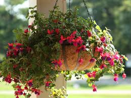 hanging basket flowers for shade