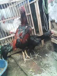 Raya sawunggaling rt.01, rw 01 desa jemundo, kec. Peternakan Ayam Bangkok Kediri Jawa Timur Tentang Kolam Kandang Ternak