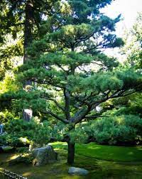 Classic Trees For A Japanese Garden