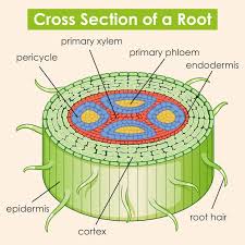 diagram showing cross section of a root