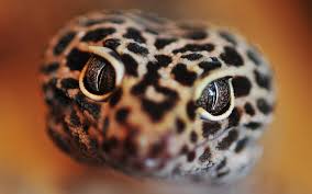 leopard gecko 1080p 2k 4k 5k hd