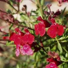 • spider plant ( saget, saga ),. Salvia Greggii Furman S Red At San Marcos Growers
