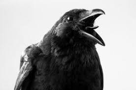 Image result for images of black crow