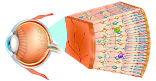 Retina Conditions Hoffman Estates Retina Treatment