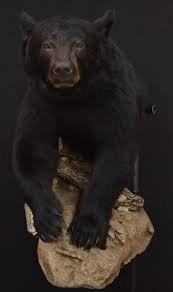 Black Bear Bear Mounts Animal Taxidermy