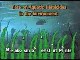 Aquatic Herbicide Testing Toxicity And Epa Registration