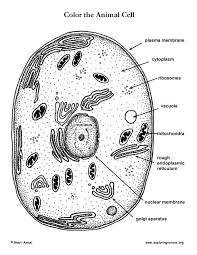 Key color the animal cell drawn below. Animal Cell Coloring Page Coloring Home