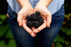 blackberries their nutritional value