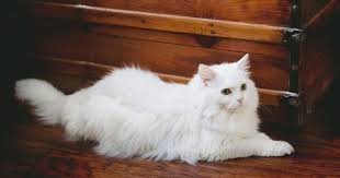 Kucing british shorthair terkait erat dengan sepupu mereka yaitu american shorthair. 7 Cara Merawat Kucing Persia Agar Bersih Dan Sehat Popmama Com