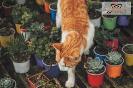 My cat is healthy but she is eating less and only when she's hungry. What Herb Plants Are Safe For Cats Cat Veteran