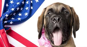 The american mastiff has a much drier mouth than other mastiffs. American Mastiff A Huge And Wonderfully Gentle Purebred Dog