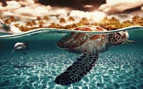 cute turtle wallpaper 59 images