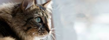 A cat's nose is normally a bit cool, and a little moist. Cat Skin Conditions Problems Purina