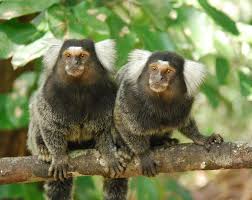 marmosets find videos educational if