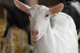 herd health management dairy goats