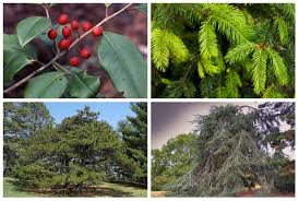 diffe evergreen trees in pennsylvania