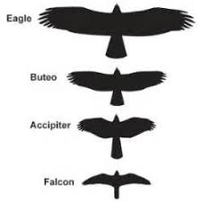 Bird Wingspan Comparison Chart Yahoo Image Search Results