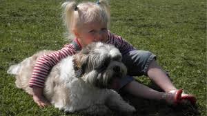 Do Lhasa Apso Suffer From Allergies Lhasa Apso Owner