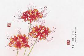 red spider lily images browse 31 493