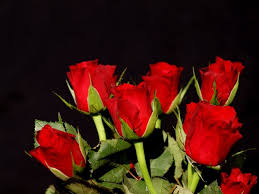 a bouquet of red roses free stock