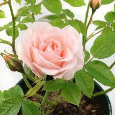 Patio Rose Lovely Bride 3 Litres