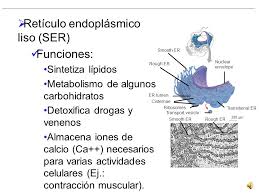 retículo endoplasmático ppt descargar