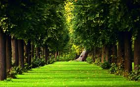 beautiful green forest wallpapers