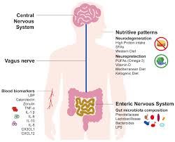nutrition and gut ndash brain pathways