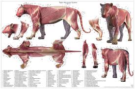 This is a table of skeletal muscles of the human anatomy. Tiger Anatomy Chart Jun S Anatomy