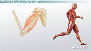muscular system diseases symptoms