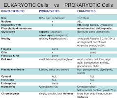 Cell Types Prokaryotes V Eukaryotes Plant V Animal