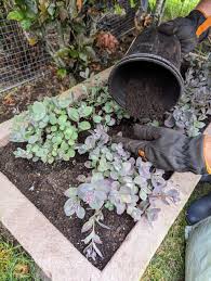 planting sedum hens and s near my