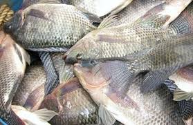 Ikan hias air tawar punya corak yang indah. Ayam Sapi Mahal Dongkrak Eksistensi Ikan Air Tawar Citra Indonesia