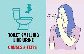 Toilet Smelling Like Urine Despite