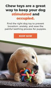 how to clean dog toys keeping you and