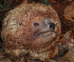 Bradypus Torquatus Maned Three Toed Sloth