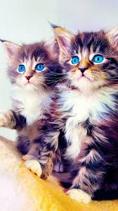 Cute Kittens, kitten, cats, songs, meow ...