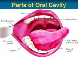 ppt anatomy of cavity pharynx