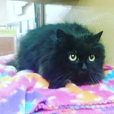 Characteristics, history, care tips, and helpful information for pet owners. Bridgewater Nj Persian Meet Nessa Rose A Pet For Adoption