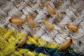 about carpet beetle australia latest
