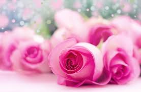 pink roses bokeh pink roses