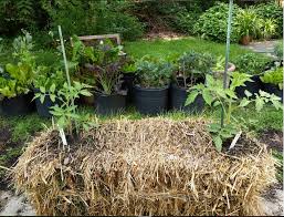 straw bale gardening mastery a chat