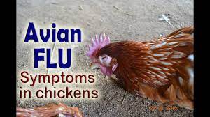 Also known as avian influenza, bird flu is an infectious disease of birds caused by a variant of the standard influenza a virus. Bird Flu Symptoms H5n1 Avian Influenza In Poultry Poultry Diseases Aviare Influenza Youtube