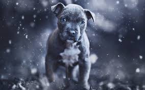 american pit bull terrier puppy gray
