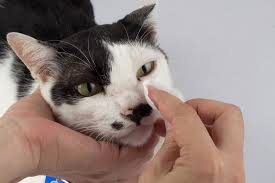 why do cats get eye boogers cats com