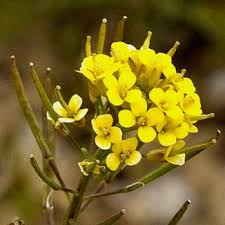 Wildflower Treacle Mustard Irish Wild Flora Wildflowers Of