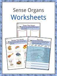 Sense Organs Facts Worksheets Five Senses For Kids